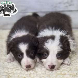 Luna, Border Collie Puppy