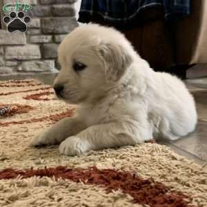 Glacier, English Cream Golden Retriever Puppy
