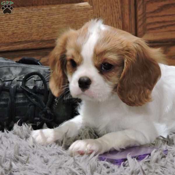 Zachary, Cavalier King Charles Spaniel Puppy