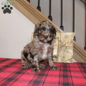 Kris, Mini Labradoodle Puppy