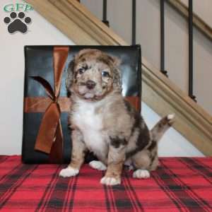 Karol, Mini Labradoodle Puppy