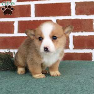 Jeremy, Pembroke Welsh Corgi Puppy