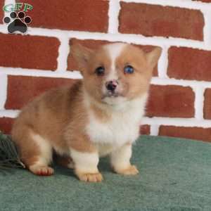 Justin, Pembroke Welsh Corgi Puppy