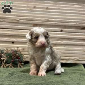 Trixie, Borderdoodle Puppy