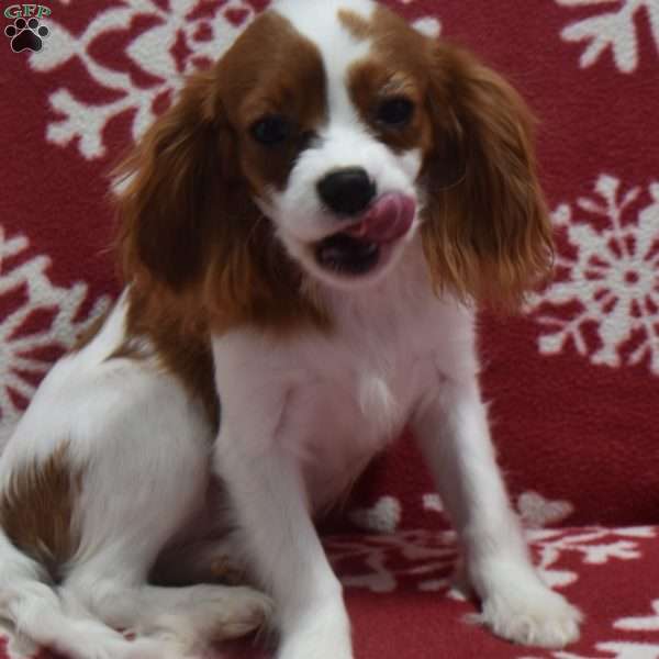 Lily, Cavalier King Charles Spaniel Puppy
