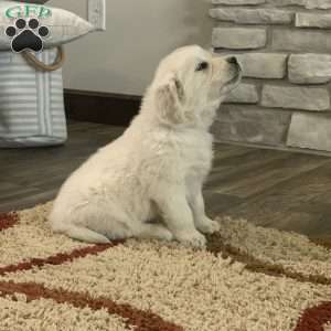 Tommy, English Cream Golden Retriever Puppy