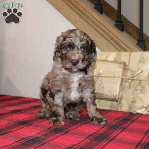 Kris, Mini Labradoodle Puppy