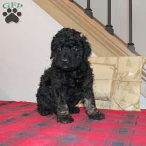 Koko, Mini Labradoodle Puppy