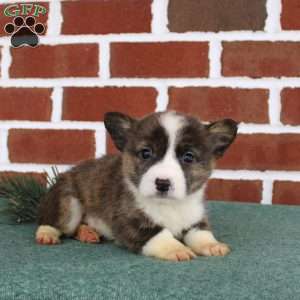 Jerry, Pembroke Welsh Corgi Puppy