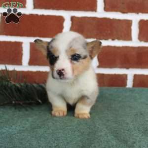 Janessa, Pembroke Welsh Corgi Puppy