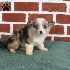 Jacob, Pembroke Welsh Corgi Puppy