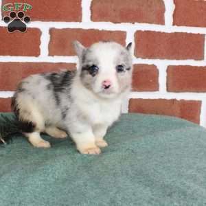 Jack, Pembroke Welsh Corgi Puppy