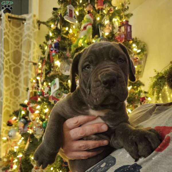 Scarlett, Cane Corso Puppy