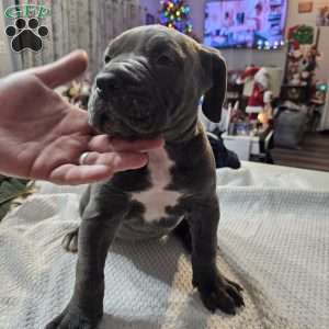 Scarlett, Cane Corso Puppy