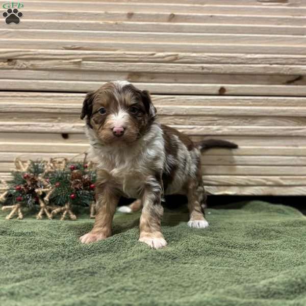 Daisy, Borderdoodle Puppy