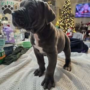 Scarlett, Cane Corso Puppy