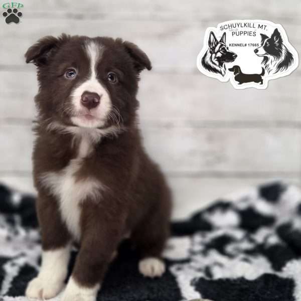 Max, Border Collie Puppy