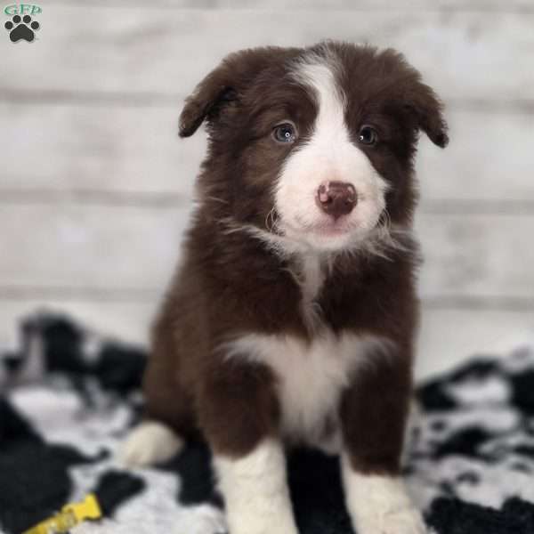 Henry, Border Collie Puppy