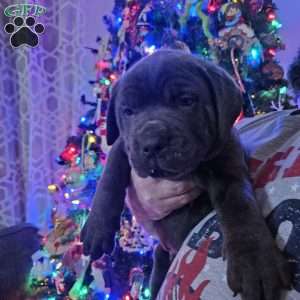 Loki, Cane Corso Puppy