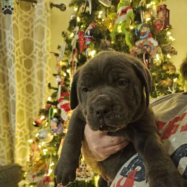 Loki, Cane Corso Puppy