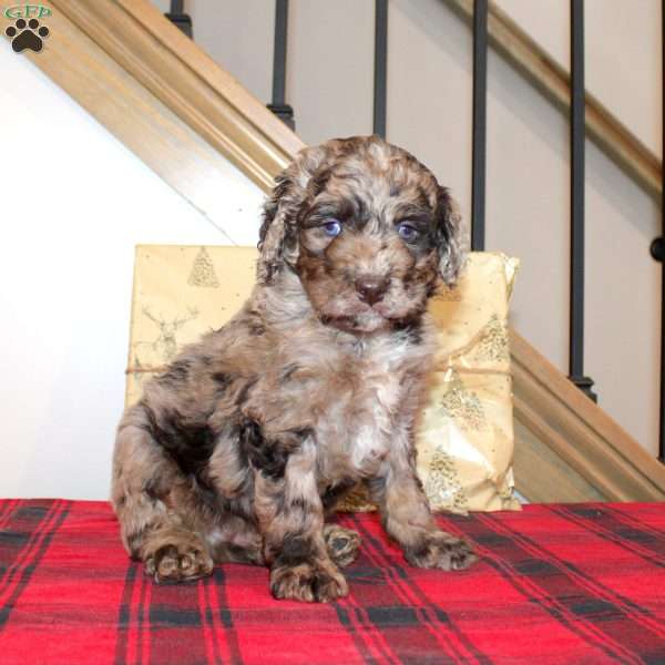 Kris, Mini Labradoodle Puppy