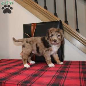 Karol, Mini Labradoodle Puppy