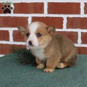 Jeremy, Pembroke Welsh Corgi Puppy