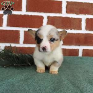 Janessa, Pembroke Welsh Corgi Puppy