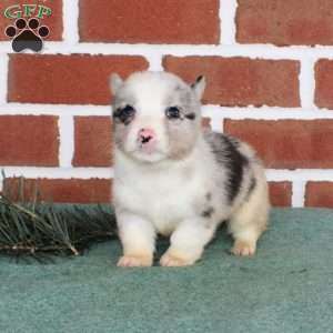 Jack, Pembroke Welsh Corgi Puppy