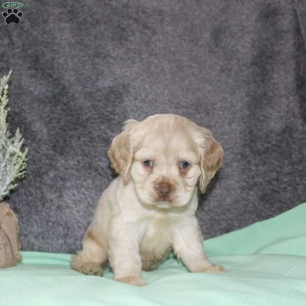 Sammy, Cocker Spaniel Puppy