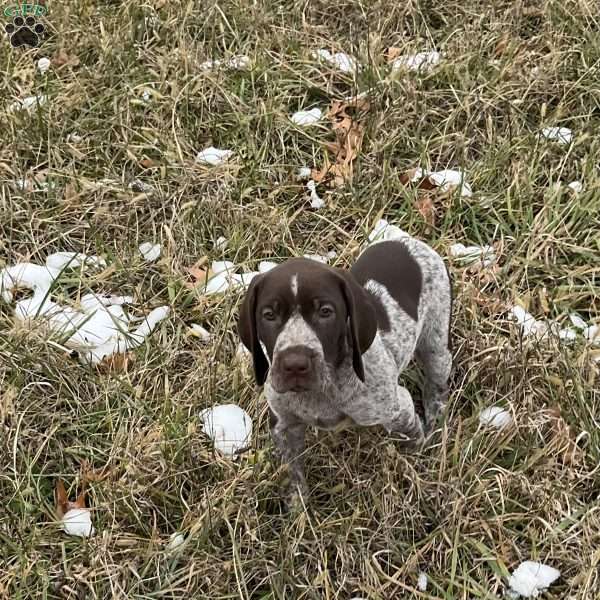 Rosco, German Shorthaired Pointer Puppy