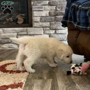 Tommy, English Cream Golden Retriever Puppy