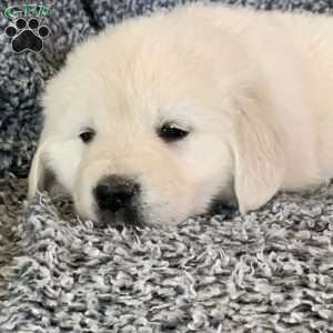 Tommy, English Cream Golden Retriever Puppy
