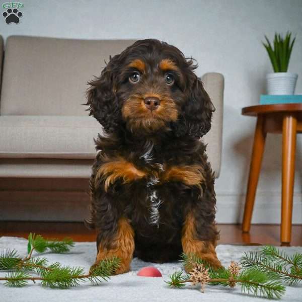 milo, Cockapoo Puppy