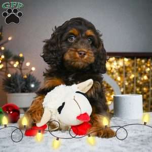 milo, Cockapoo Puppy