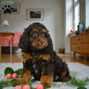 milo, Cockapoo Puppy