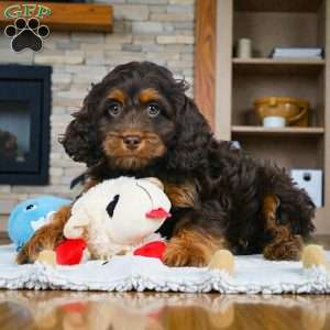 milo, Cockapoo Puppy