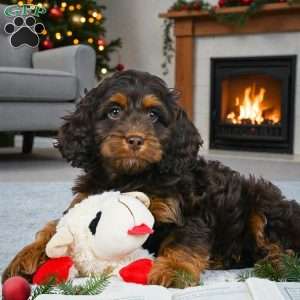 milo, Cockapoo Puppy