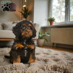 milo, Cockapoo Puppy