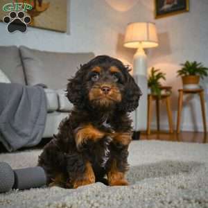 milo, Cockapoo Puppy