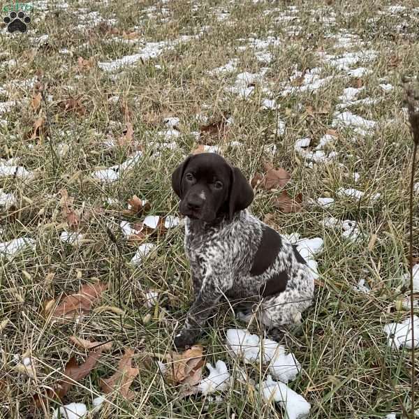Rose, German Shorthaired Pointer Puppy