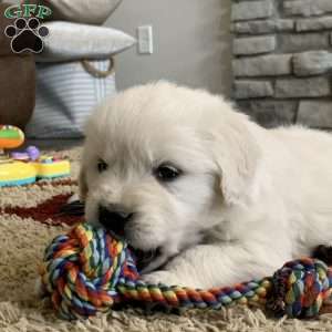 Glacier, English Cream Golden Retriever Puppy