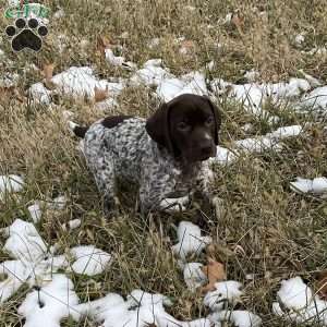 Rose, German Shorthaired Pointer Puppy