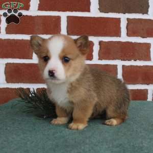 Jeremy, Pembroke Welsh Corgi Puppy