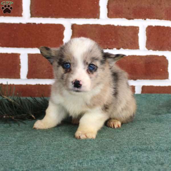Jacob, Pembroke Welsh Corgi Puppy