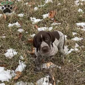 Rosco, German Shorthaired Pointer Puppy