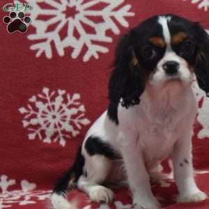 Lexi, Cavalier King Charles Spaniel Puppy