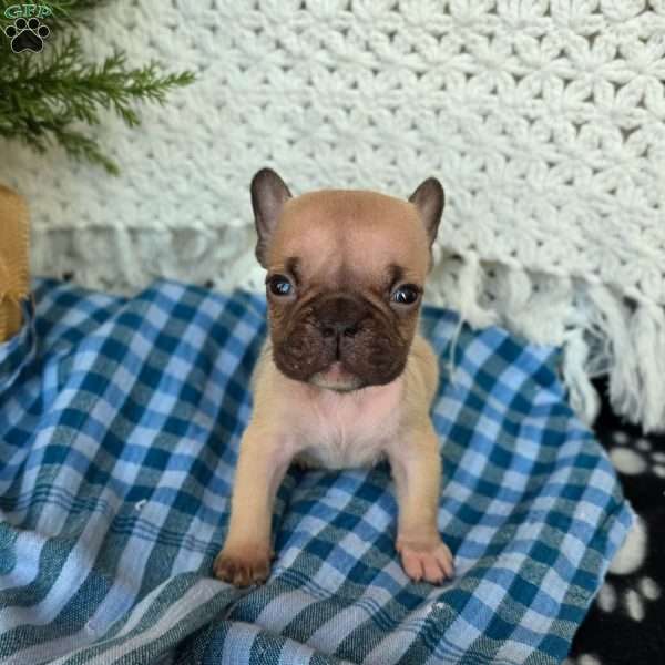 Oscar, French Bulldog Puppy