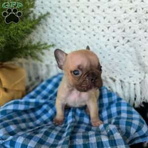 Oscar, French Bulldog Puppy