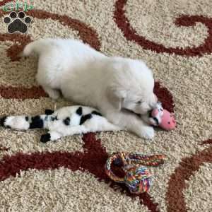 Tommy, English Cream Golden Retriever Puppy